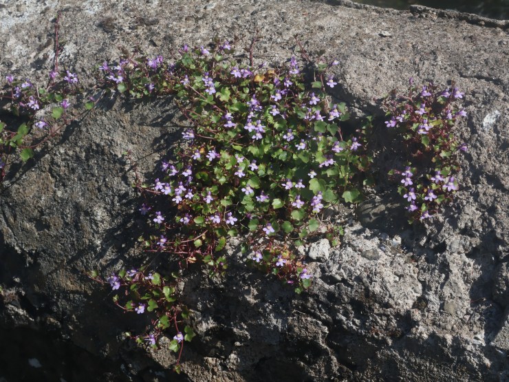 Latest Announcements and Order of Service, Sunday 12th April&nbsp;2026