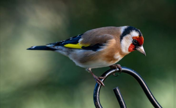 Announcements and Order of Service, Sunday 15th February&nbsp;2026