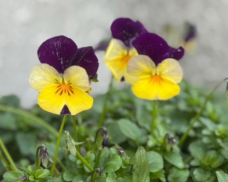 Announcements and Order of Service, Sunday 8th March&nbsp;2026.