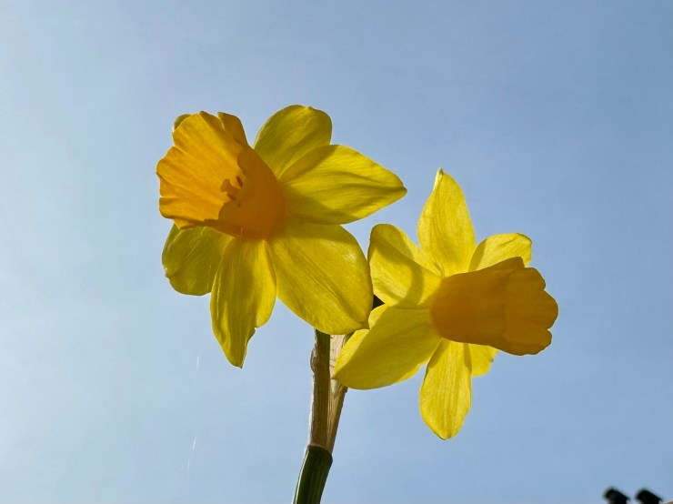 Latest Announcements and Order of Service, Sunday 22nd March&nbsp;2026.