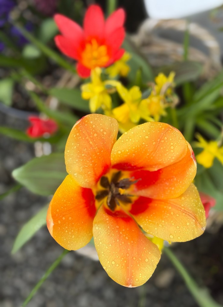 Latest Announcements and Order of Service, Sunday 26th April&nbsp;2026.